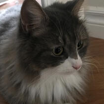 My cat